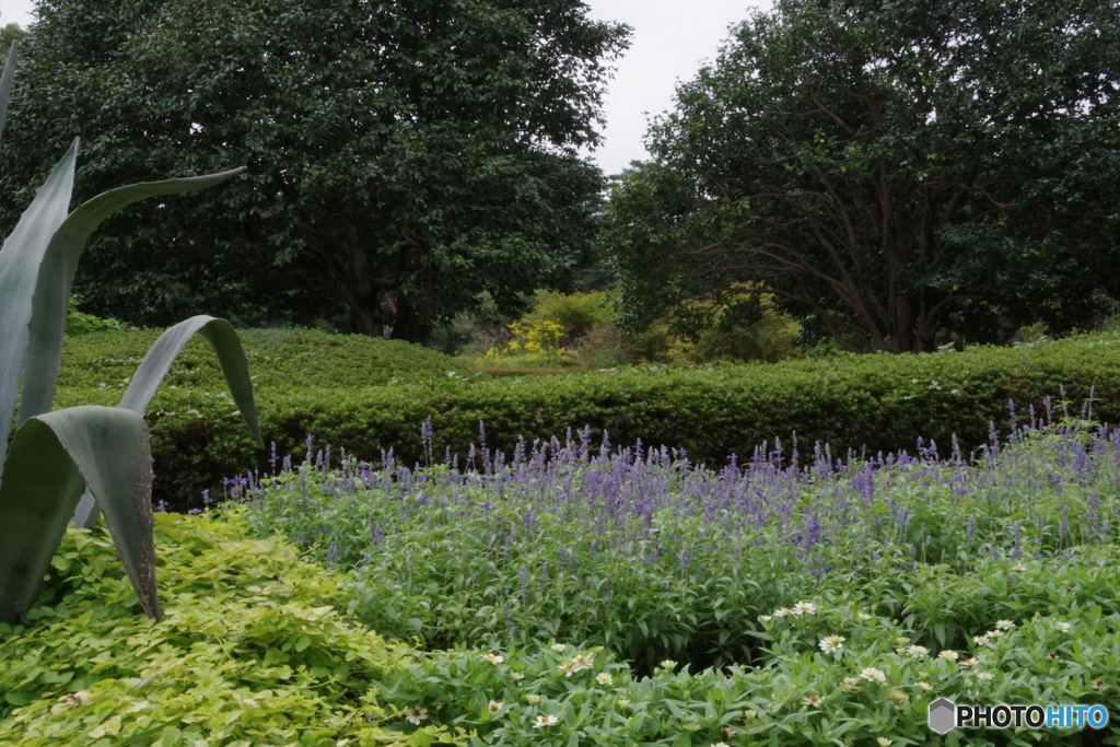 神代植物公園の花壇1
