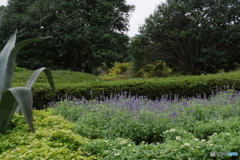 神代植物公園の花壇1