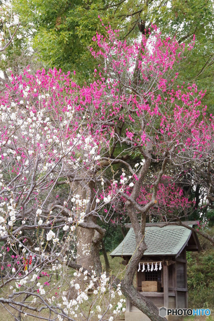 谷保天満宮　梅園２