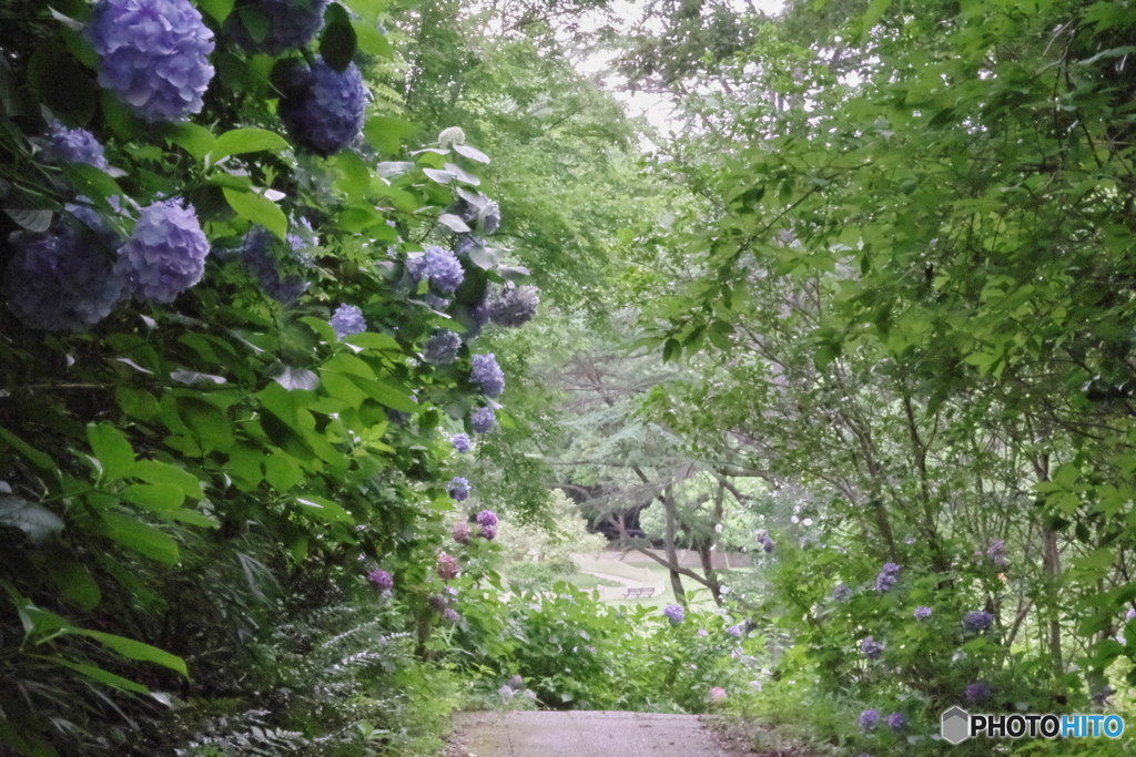 生田緑地のあじさい山3