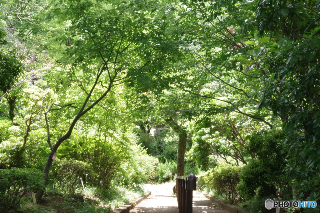 新緑の薬師池公園7