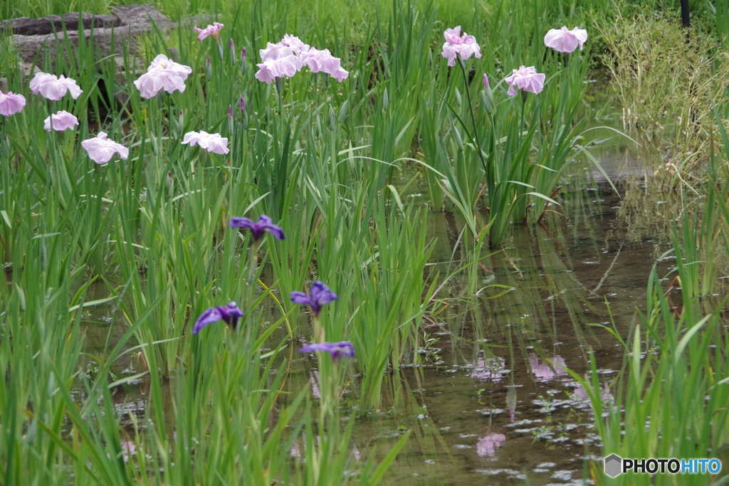 水生植物園の花菖蒲6