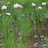 水生植物園の花菖蒲6