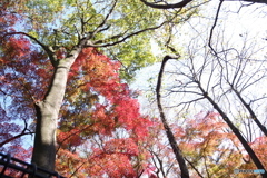 青空と枯木と紅葉4