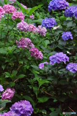 雨あがりの紫陽花11