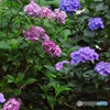 雨あがりの紫陽花11