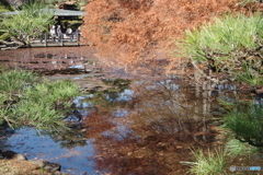 池と紅葉のメタセコイア
