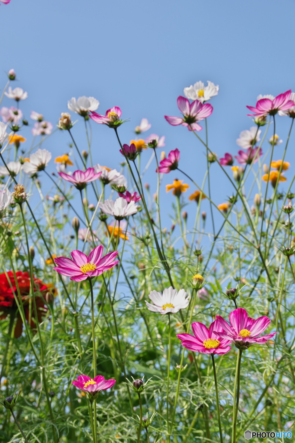 原っぱ南花畑のコスモス２