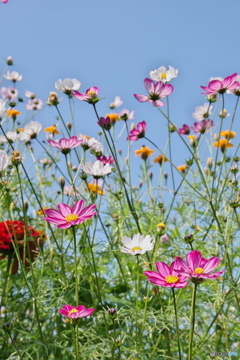 原っぱ南花畑のコスモス２