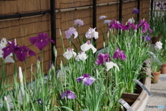 花菖蒲1