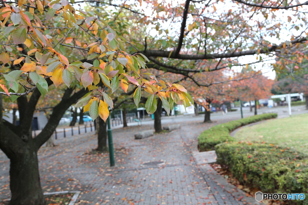 紅葉桜