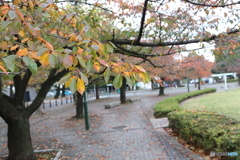 紅葉桜