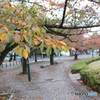 紅葉桜