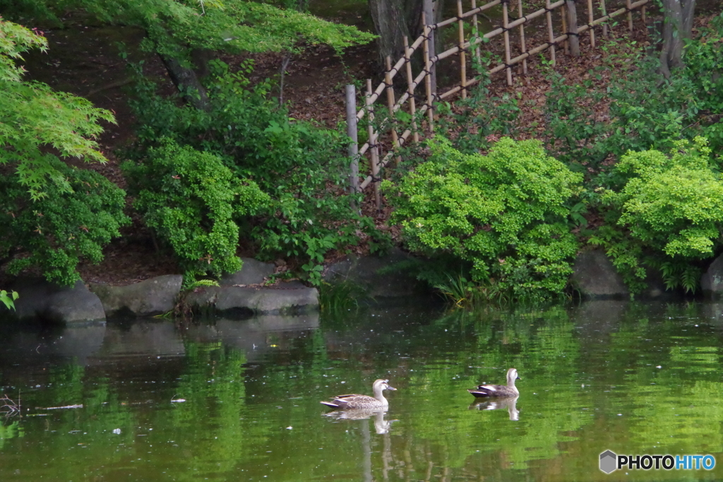 水鏡の中の新緑と鴨
