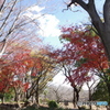 青空と枯木と紅葉3