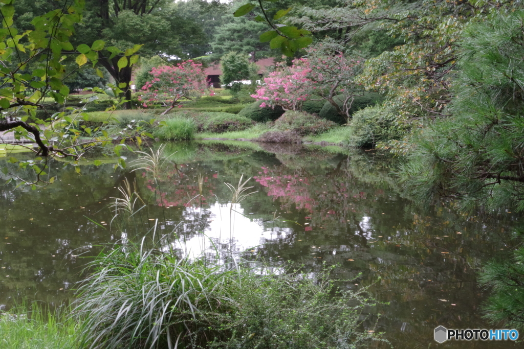 神代植物公園のサルスベリと池２