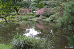 神代植物公園のサルスベリと池２