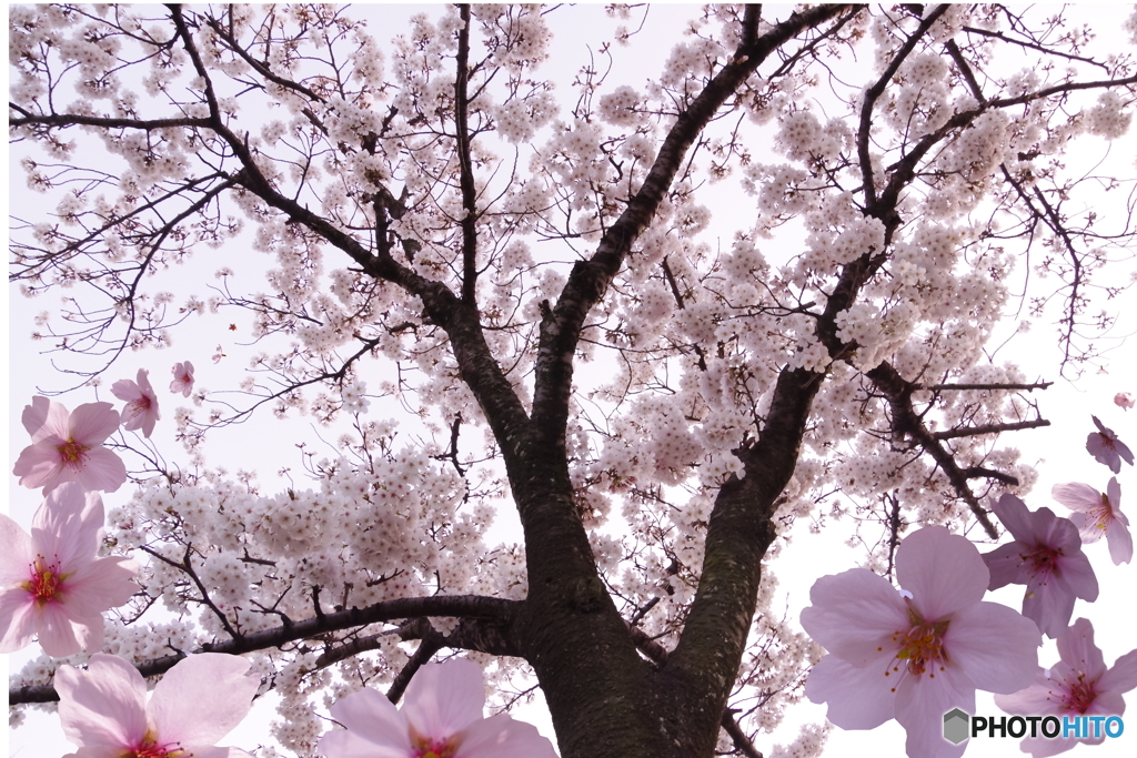 桜の花の舞い　（合成写真）