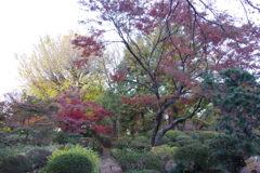 六義園の紅葉 (3)