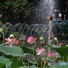 修景池と大賀ハスの花７