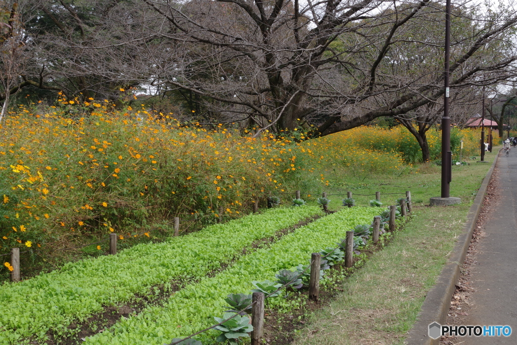 小金井公園のキバナコスモス