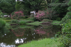 神代植物公園のサルスベリと池4