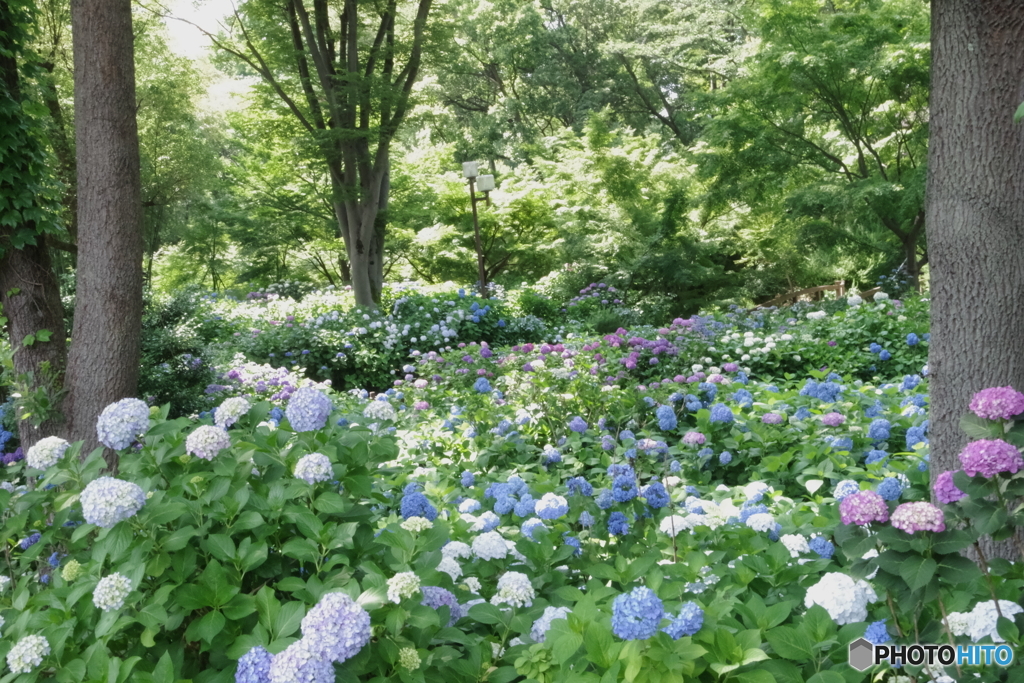 郷土森の紫陽花の群れ