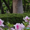 府中の森公園のツツジと立形飲水栓