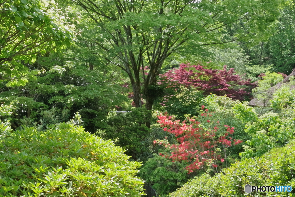 新緑の薬師池公園2