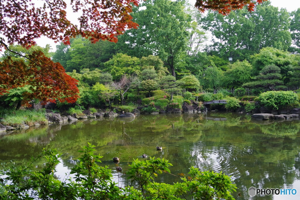 ツツジの日本庭園の池とモミジ２