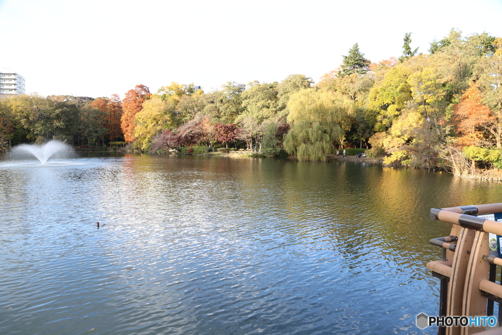 井の頭公園　池５