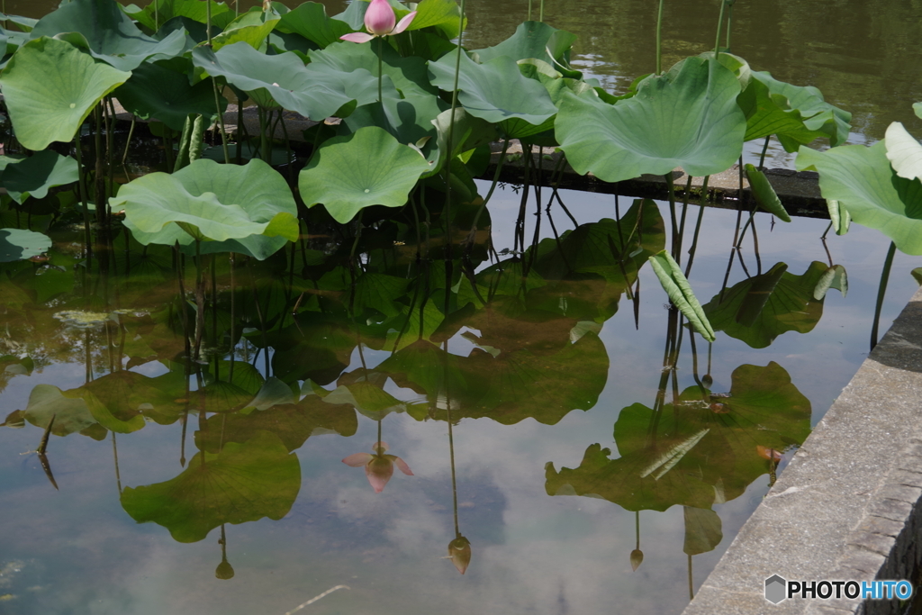 修景池の蓮の花5