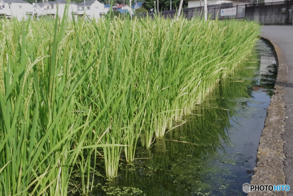 八月の稲  水田