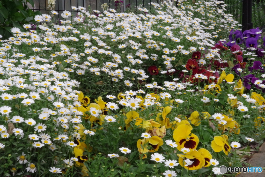 武蔵国分寺公園の花壇34