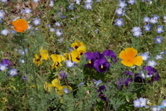 武蔵野公園の花壇12