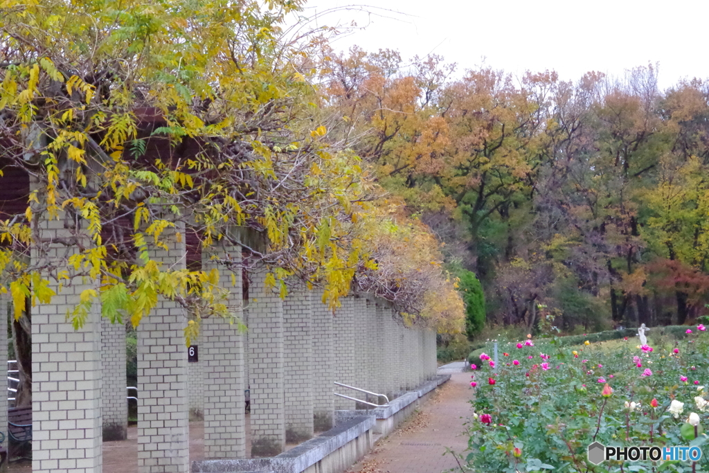 神代植物公園 ばら園と紅葉 2