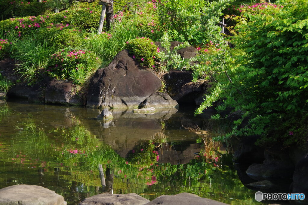 ツツジの日本庭園の池