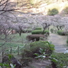 薬師池公園4