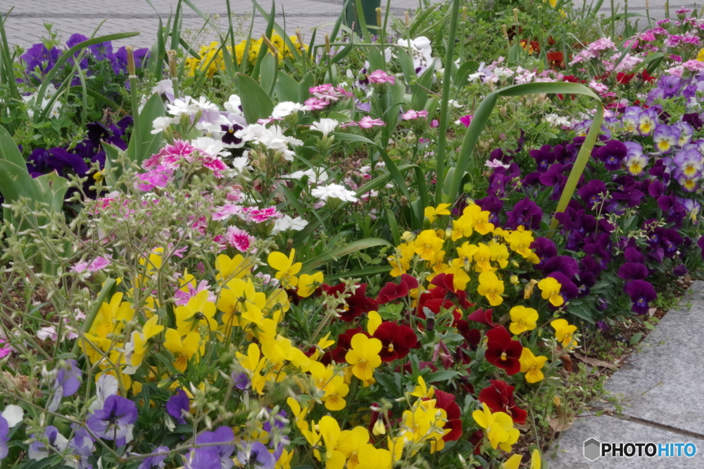 すずかけ公園の花壇10