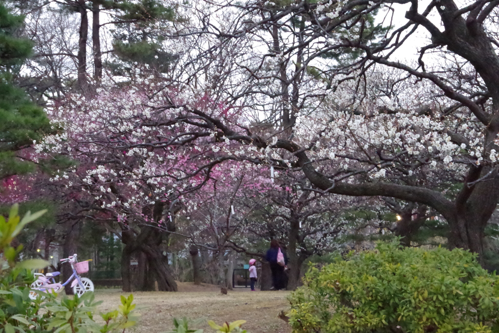 小金井公園　梅園