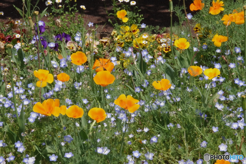 武蔵野公園の花壇１０