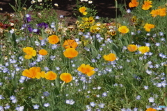 武蔵野公園の花壇１０