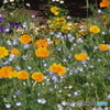 武蔵野公園の花壇１０