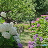 郷土森の紫陽花たち