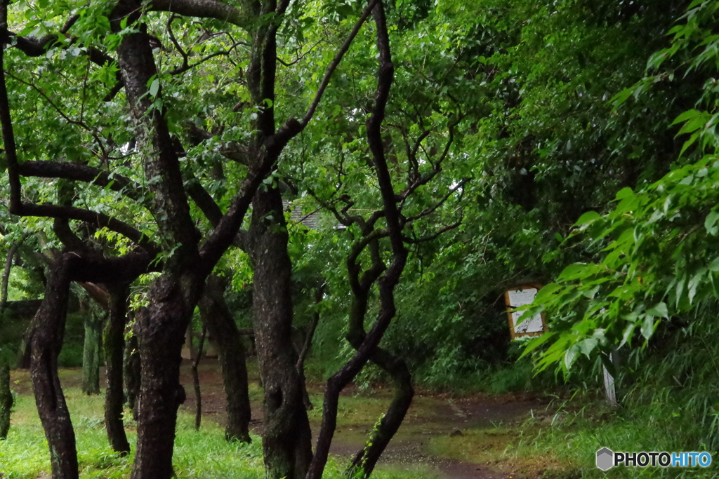 雨あがりの新緑の梅園.５