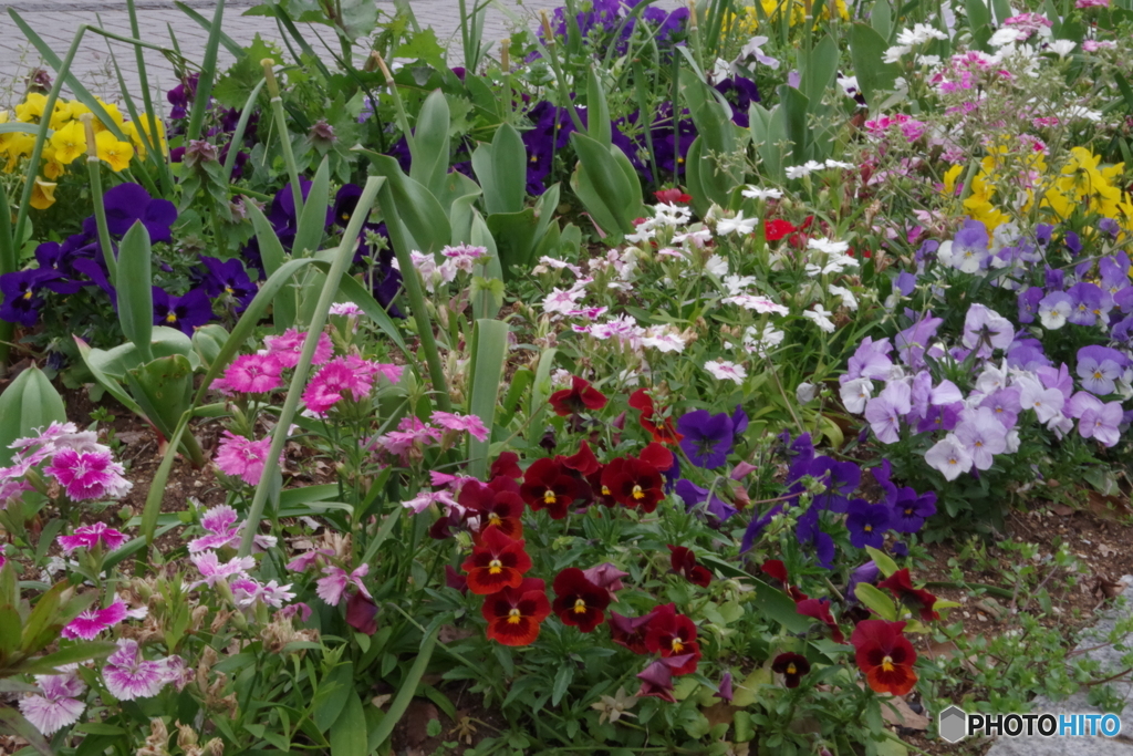 すずかけ公園の花壇
