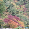 紅葉と馬頭トンネル