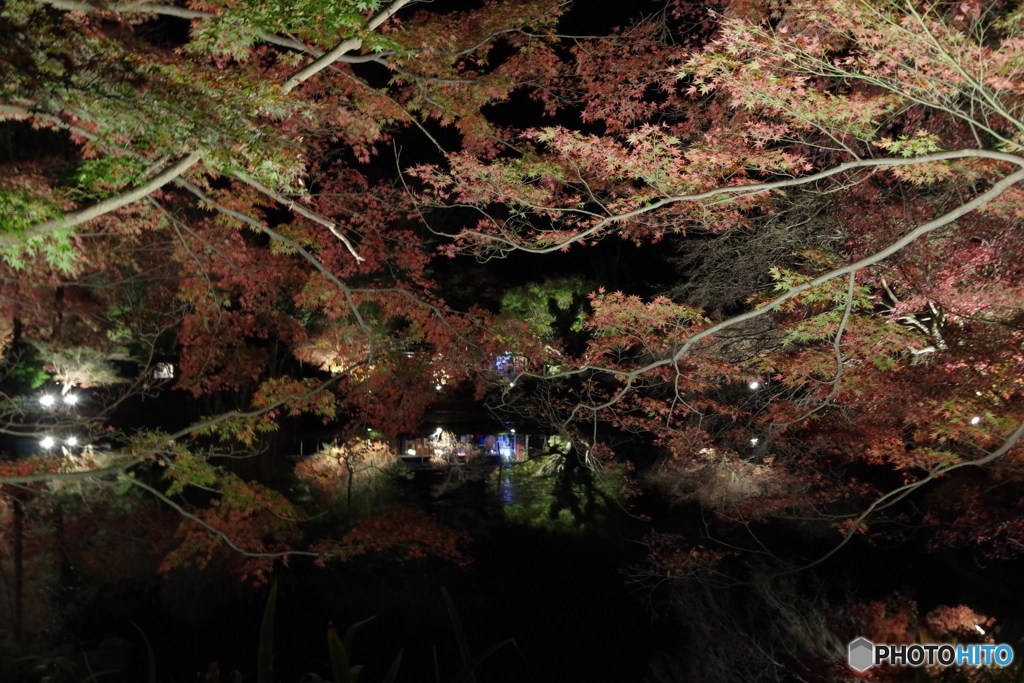 ライトアップ紅葉の薬師池９
