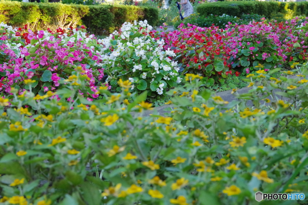 武蔵国分寺公園の花壇２