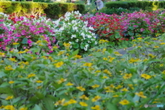 武蔵国分寺公園の花壇２